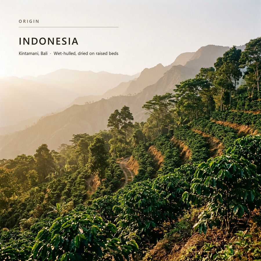 Terraced coffee gardens in Kintamani, Bali, the origin of Bali Blue