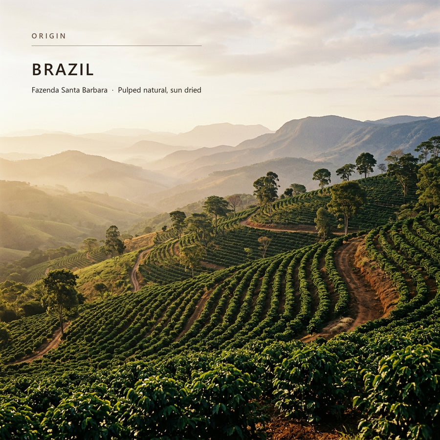 Coffee-growing terrain in Brazil, the origin of Brazil Santos