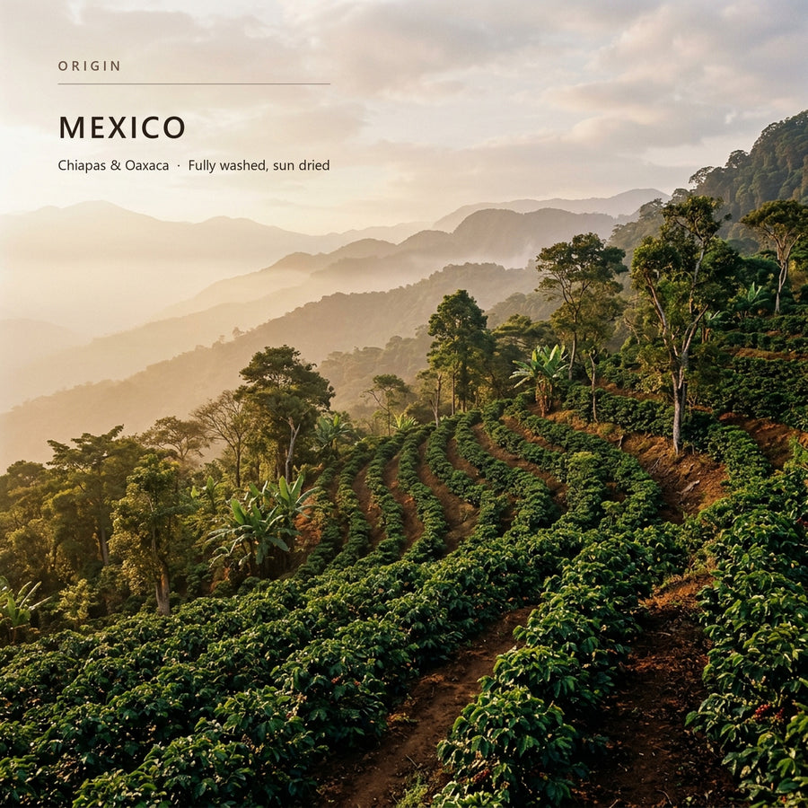 Coffee-growing terrain in Mexico